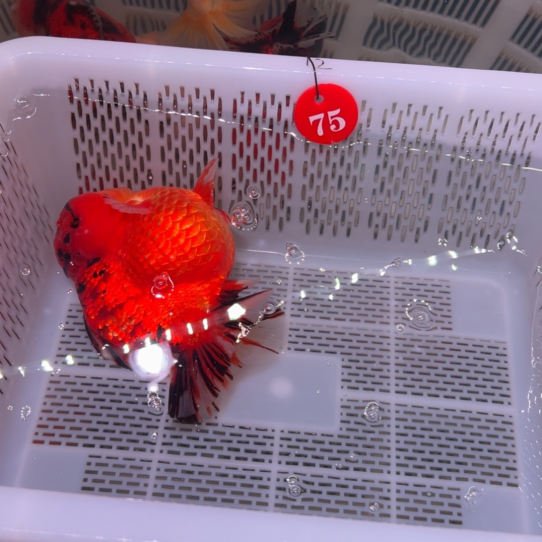 A***A金鱼你好吗我好想你呀