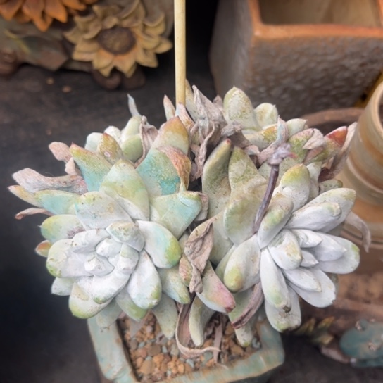 花朵脸拇指～一物一拍2727