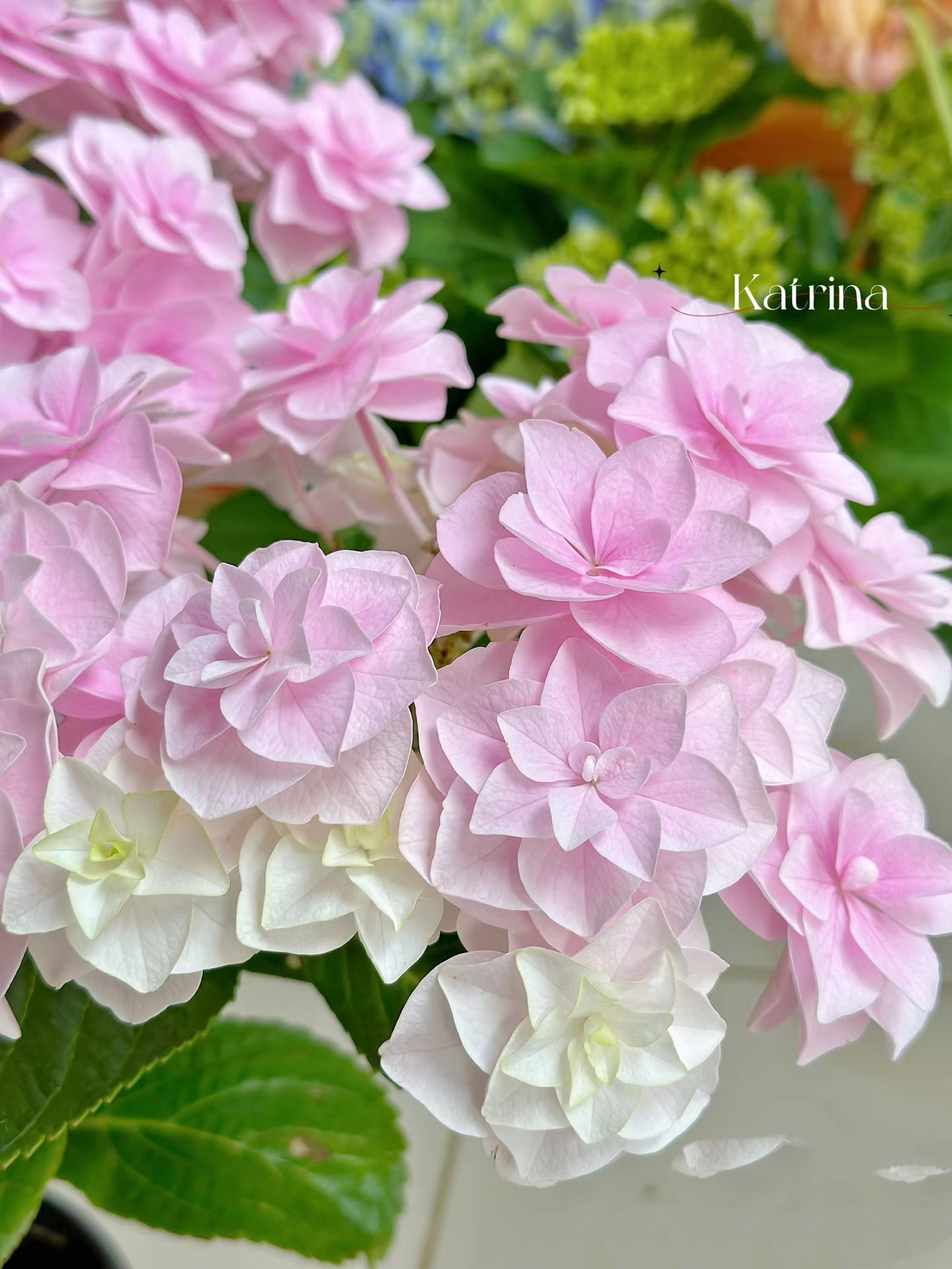 【头花】5加仑重瓣大花好养，爆花机器，纯露天苗发货