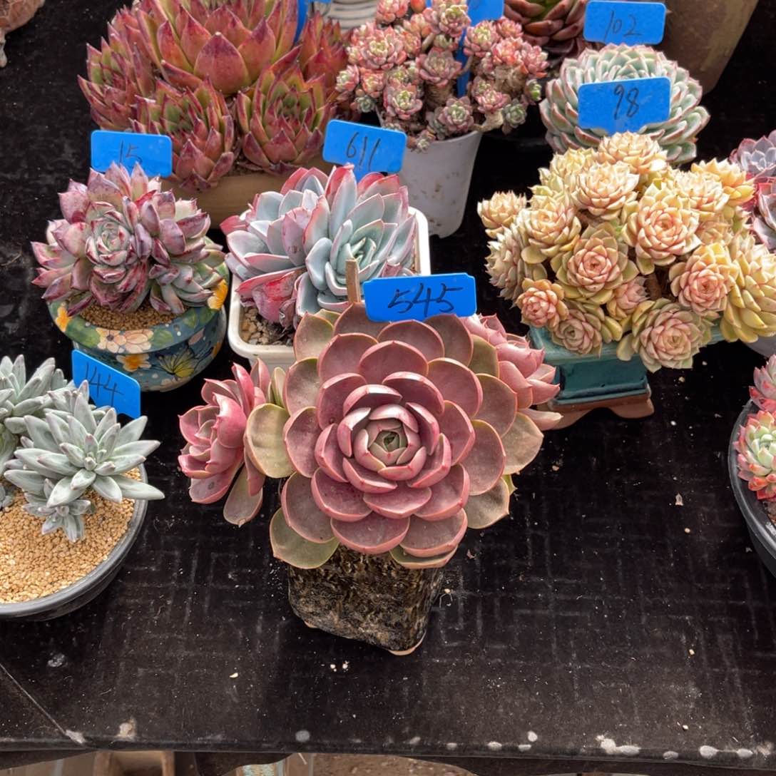 এ**࿐545红灯多肉植物