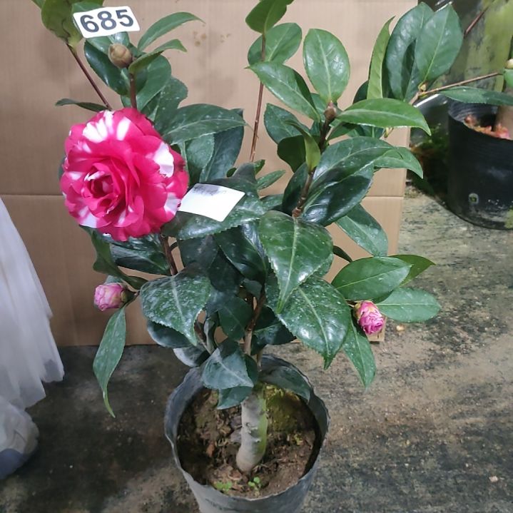 685女郎，姚黄，原盆原土发货