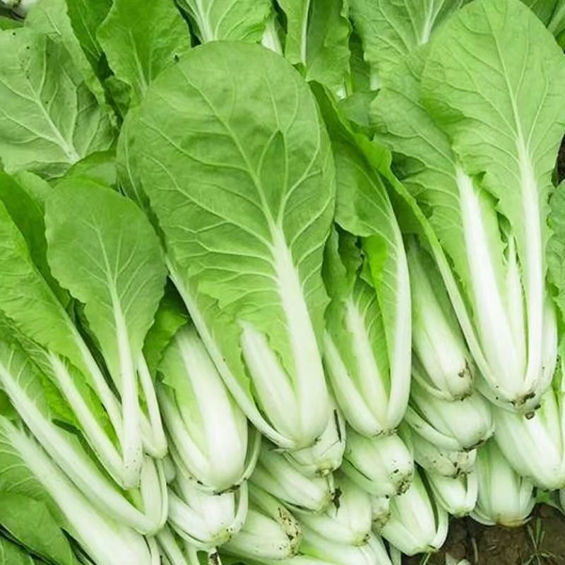 【次日达】重庆水白菜新鲜黄白嫩白小青菜小白菜新鲜蔬菜