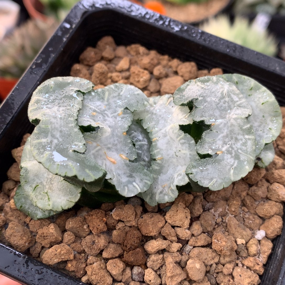 白熊玉扇，带盆一起