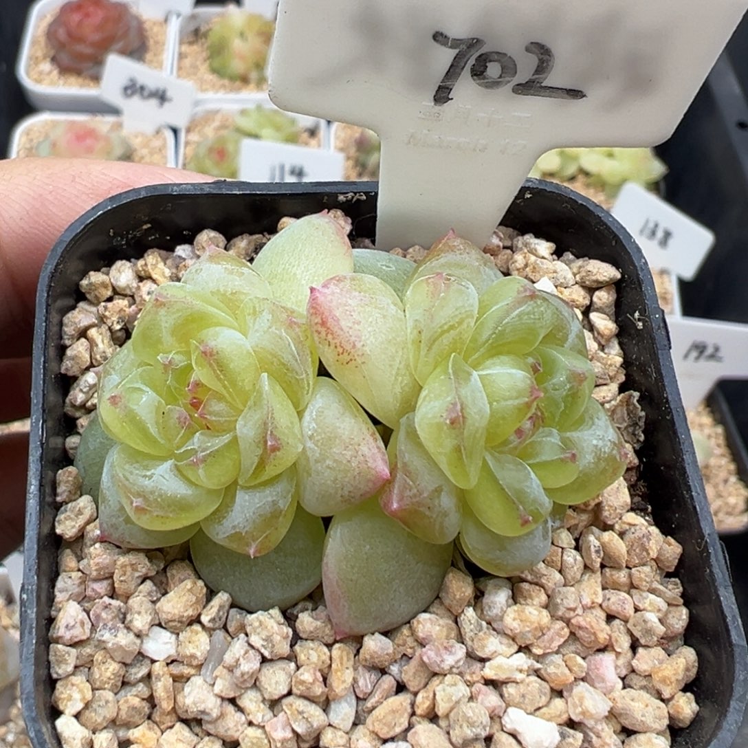 702号相柳 晗雨多肉