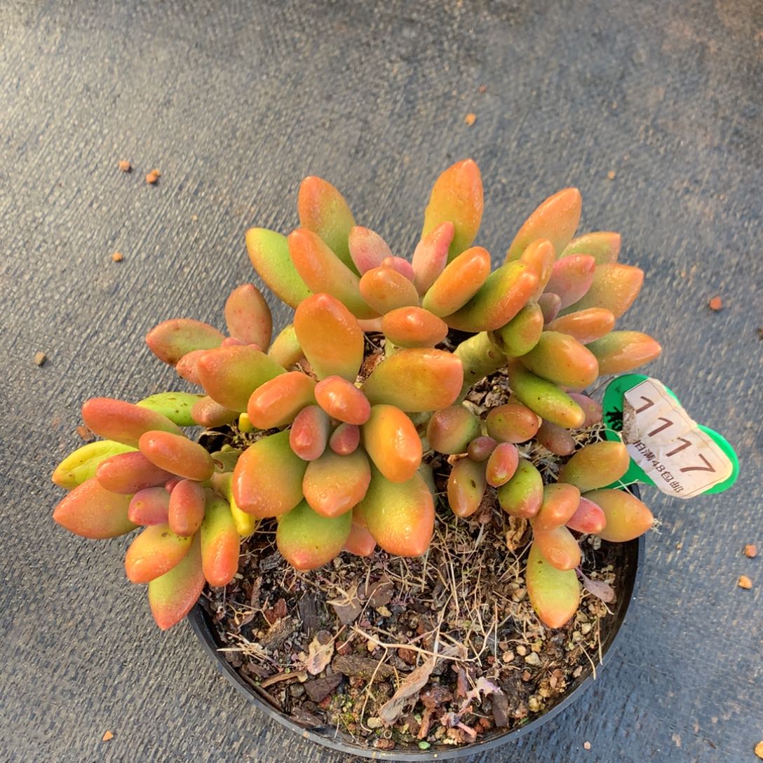 @***米芒果奶无砍老桩1117