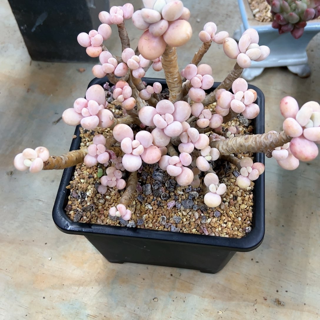 洛神28 零零多肉植物