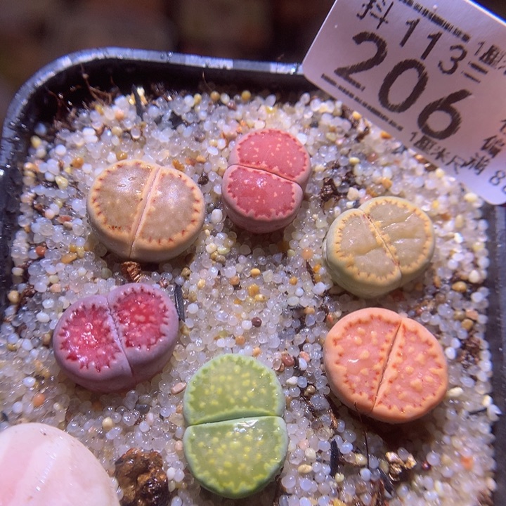 精品生石花113.206