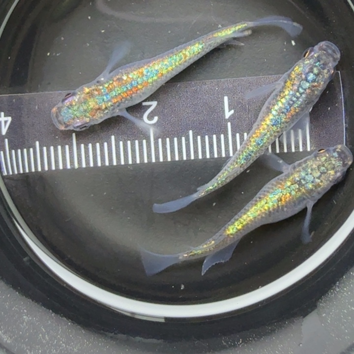 青鳉鱼海王星20号