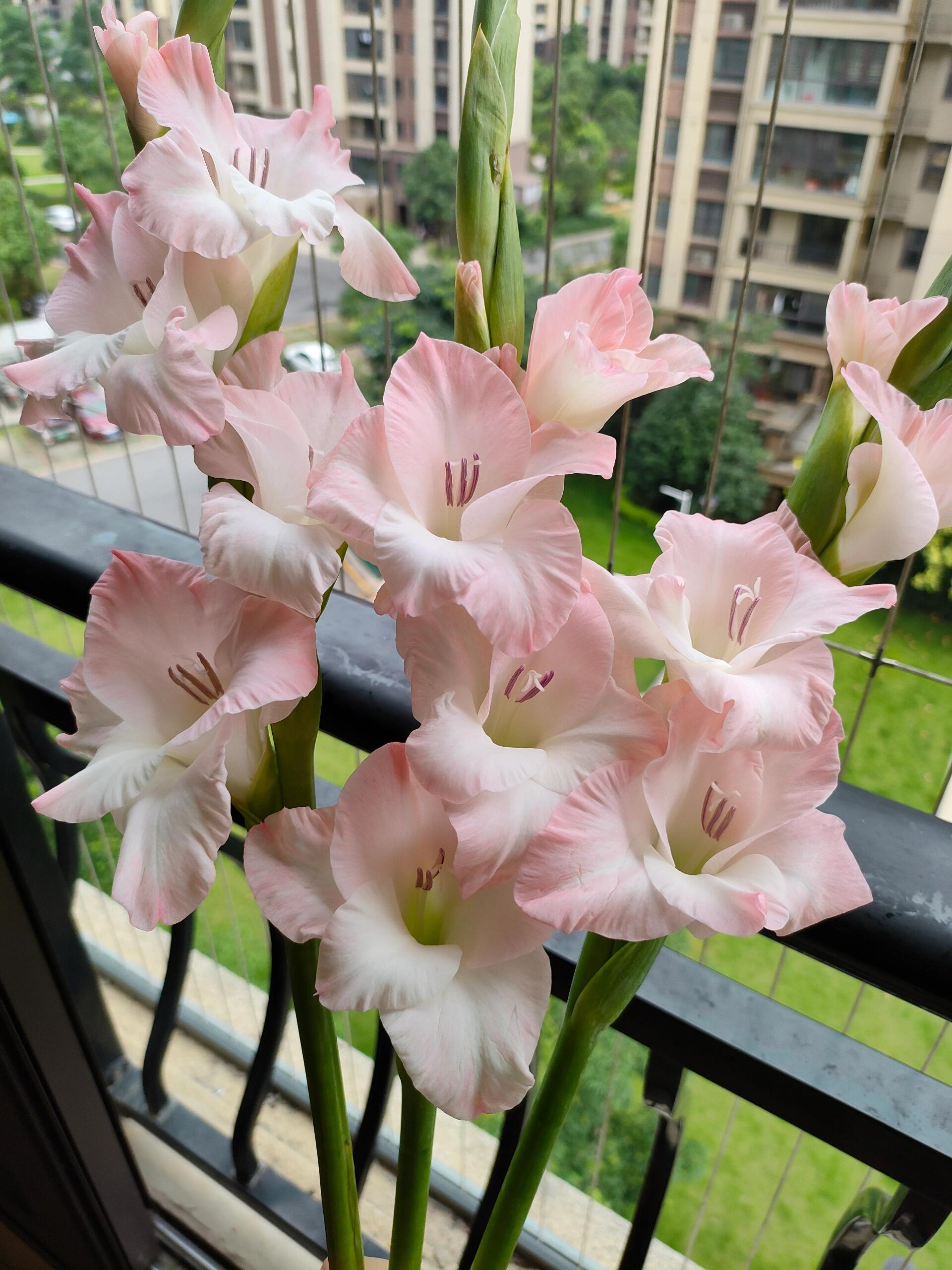 【源头一手价】钻石粉剑兰5支/10支 云南基地鲜花   基地直发