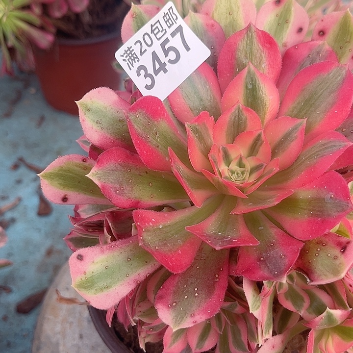 一颗粉女巫法师3457