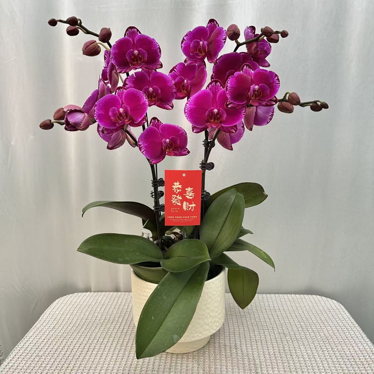 蝶之花【双星光芒】深红色系新品种 丝绒质感稀缺蝴蝶兰 送人送礼