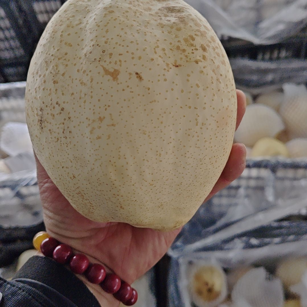 酥梨超大果.单个个头1.7斤以上，一箱四个