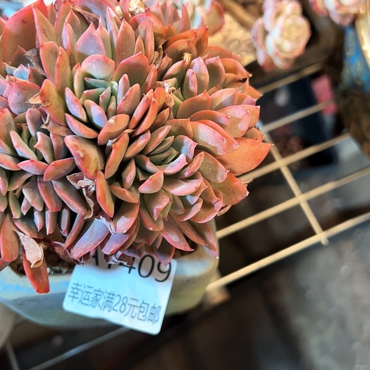 幸运的是我的朋友们都