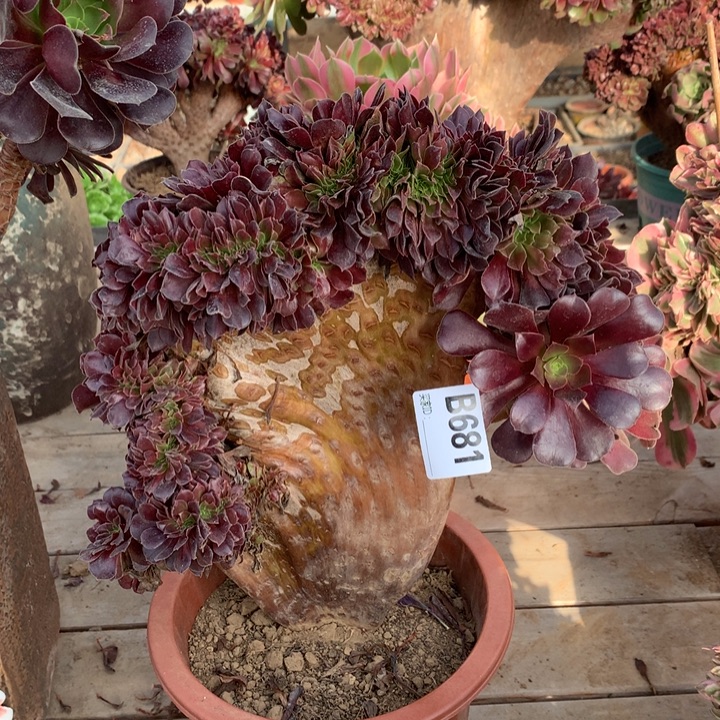 681欧紫缀多肉法师