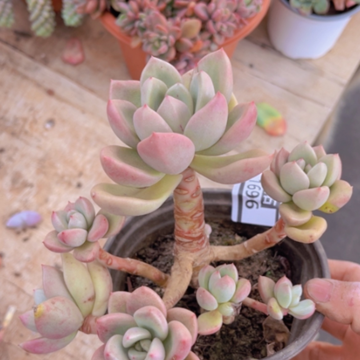 【闪购商品】奶油鳄梨1696