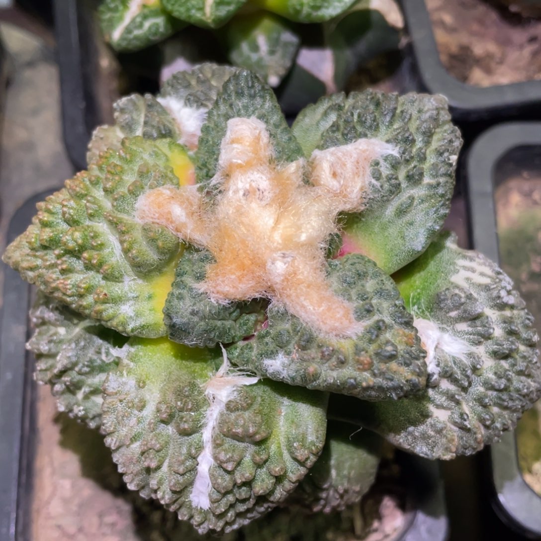 阴阳散斑菜花牡丹锦 仙人球