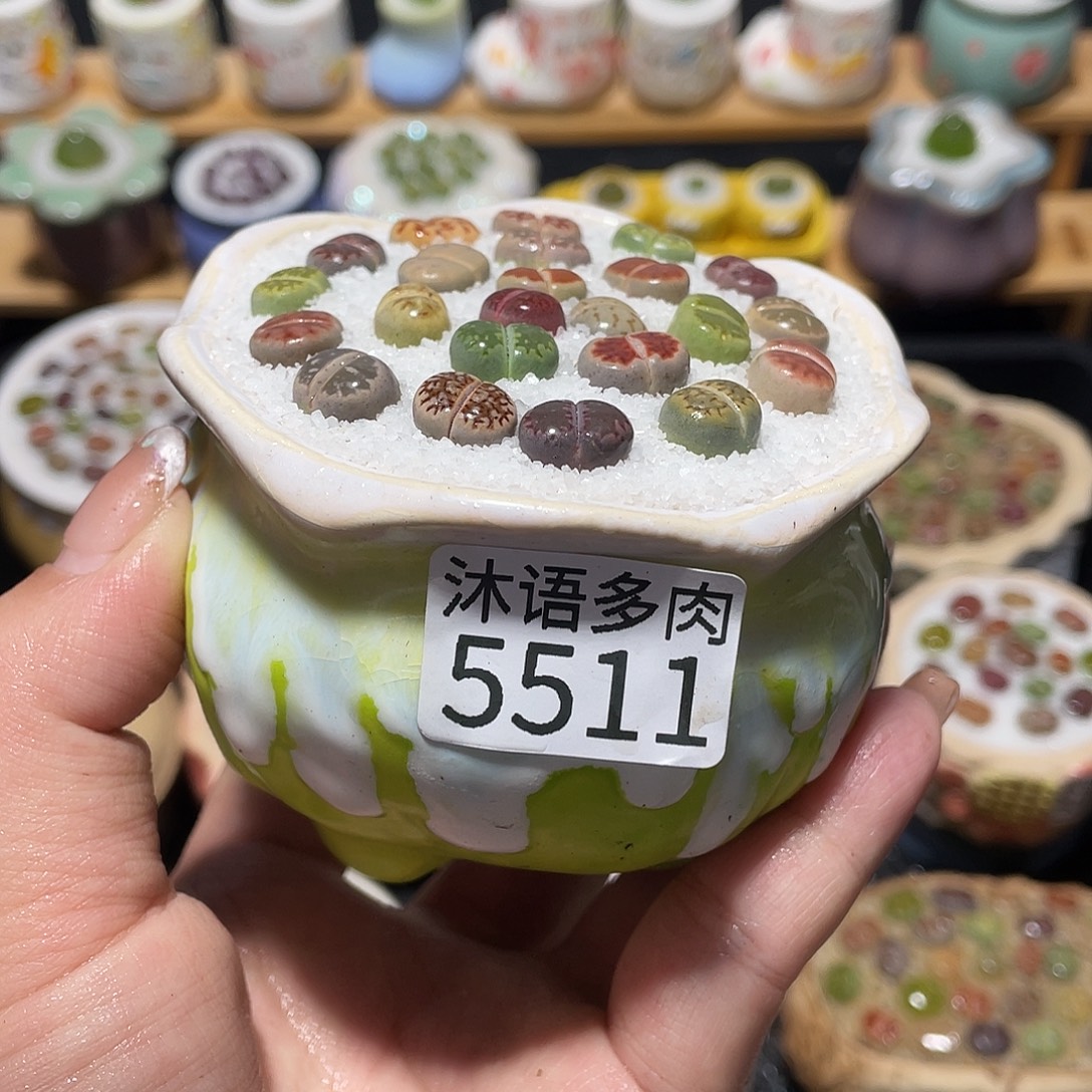 带盆土植物 一物一拍5511