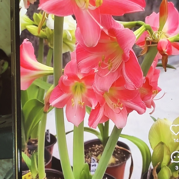 瑞贝卡直径8.5+进口球