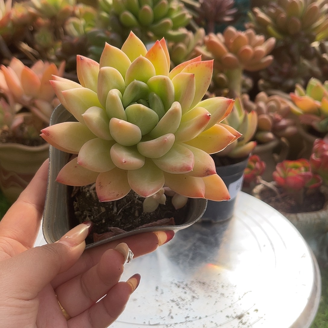 苹果芒。  688。  1111111111