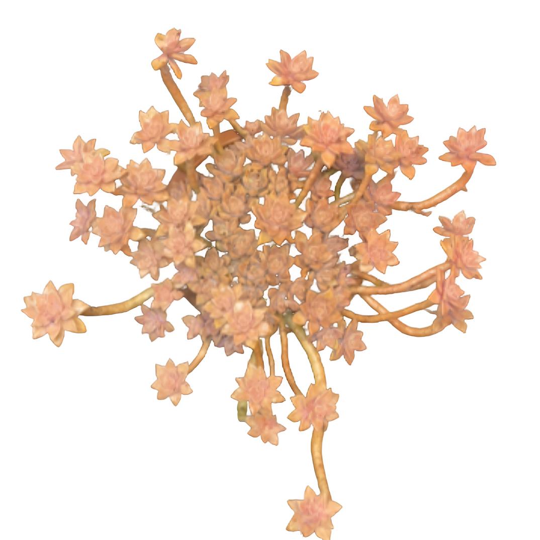 阿伦培（土球发货30cm）老桩悬崖桩多肉 飘枝耐晒耐寒新手必备好养