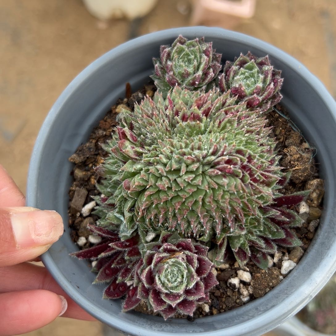 多肉植物多肉植物