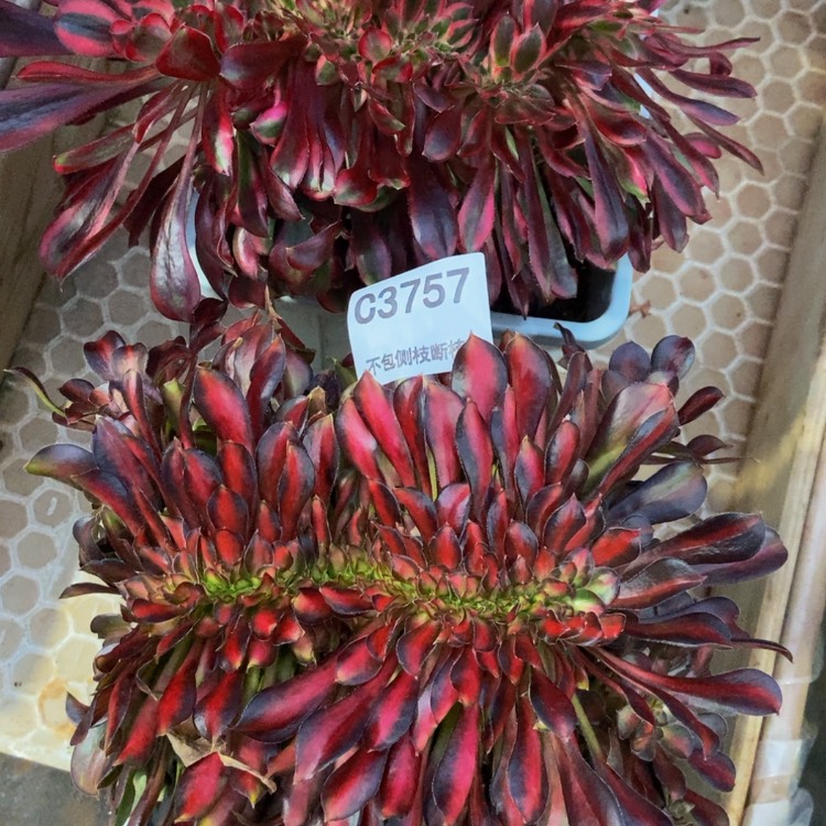 【闪购商品】弯***弯3757两颗多肉