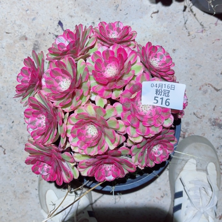 516 多肉植物法师锦