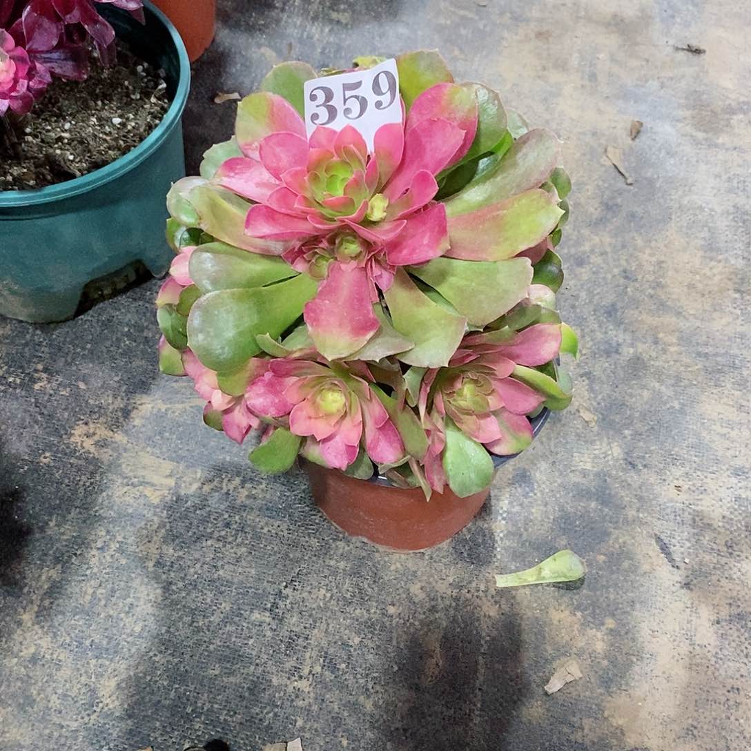 红袖359多肉法师植物