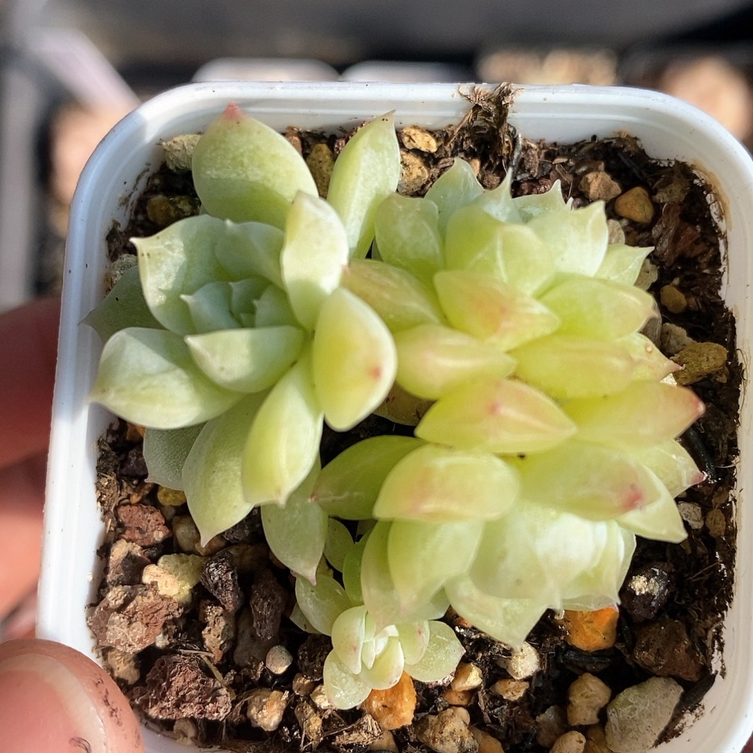 响当当了的人儿啊笑吐