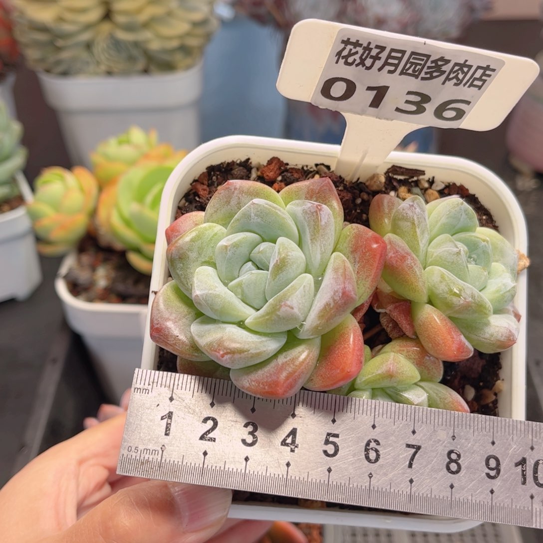 多肉植物0136 一定要拍个冷链哦