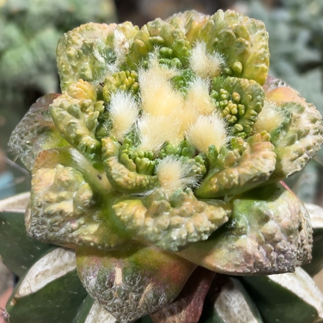 完全开放福利散班花锦大尤龟怒牡丹068