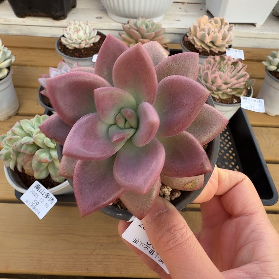 赫菲斯托1111210-53