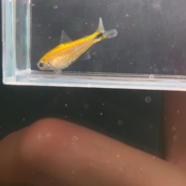 灯科鱼粉色牌39号 公主