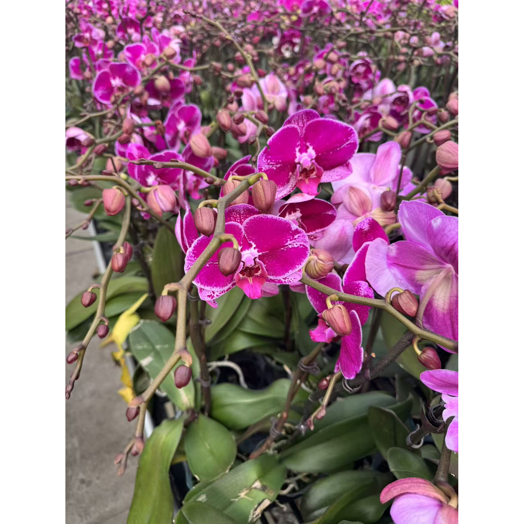 【大财主】蝴蝶兰盆栽大苗带花剑带花苞四季开花秋冬室内花卉绿植