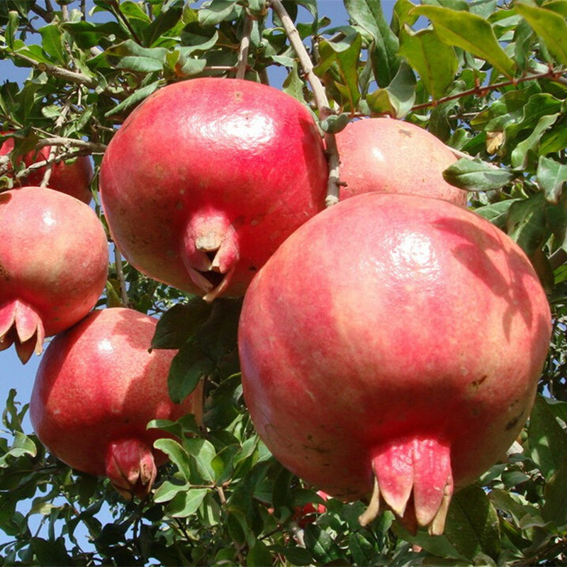 突尼斯软子石榴树苗盆栽地栽