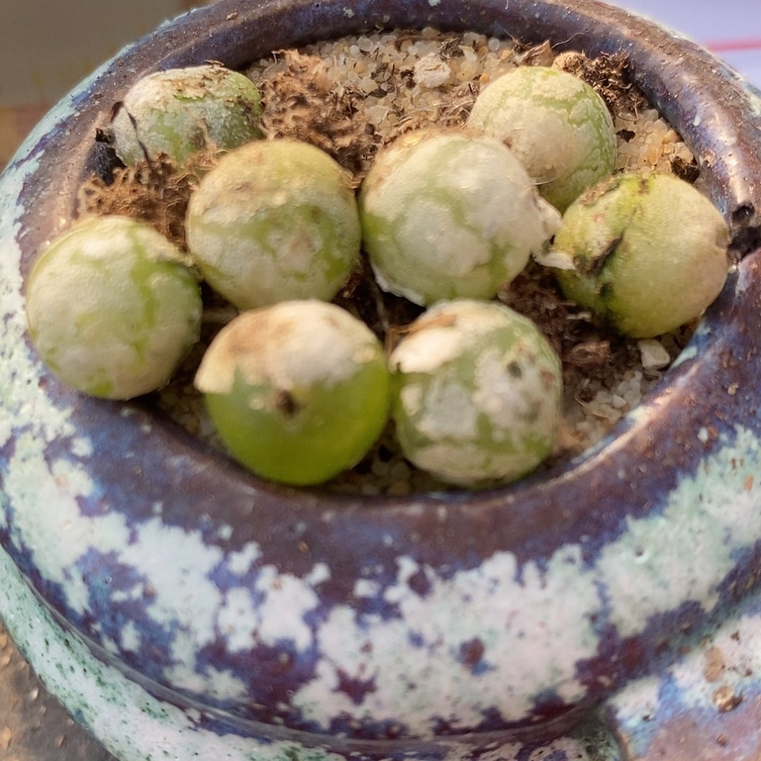 2798哈默灯泡一组。   