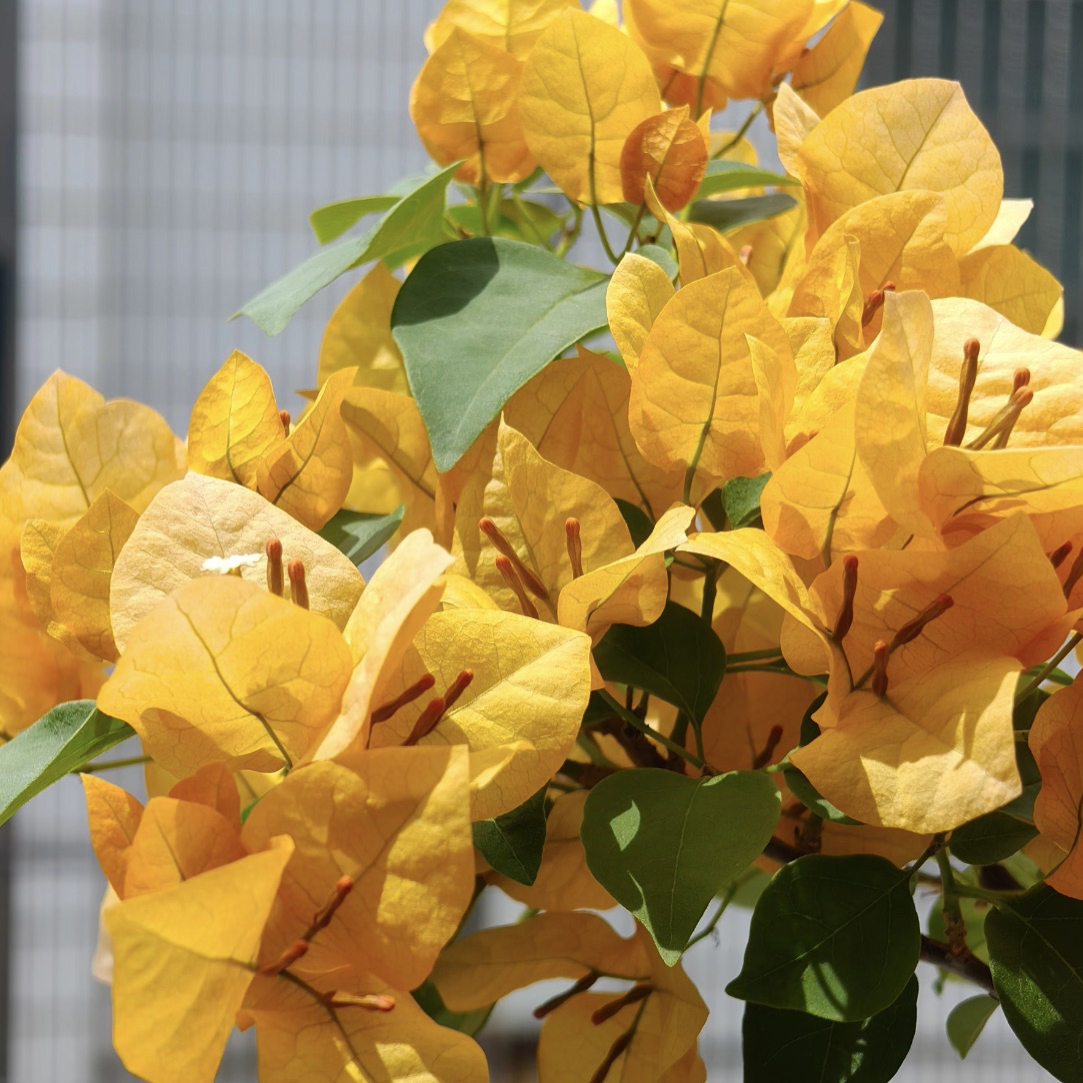 【金色光辉】四季开花勤花（落花落叶不售后一个月内换盆不售后）花梦