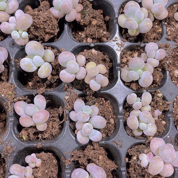 精品彩虹奶多肉植物