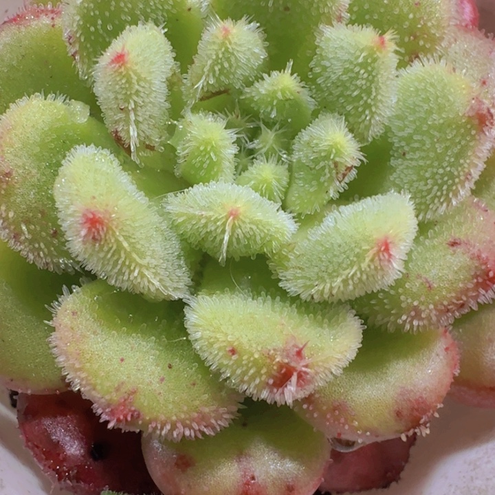 韩版克罗尔王炸一颗