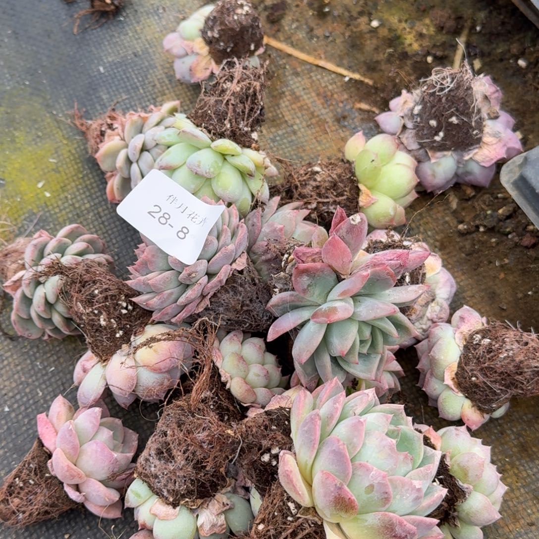 28-8左三未选育珍妮穴盘二十颗量拍