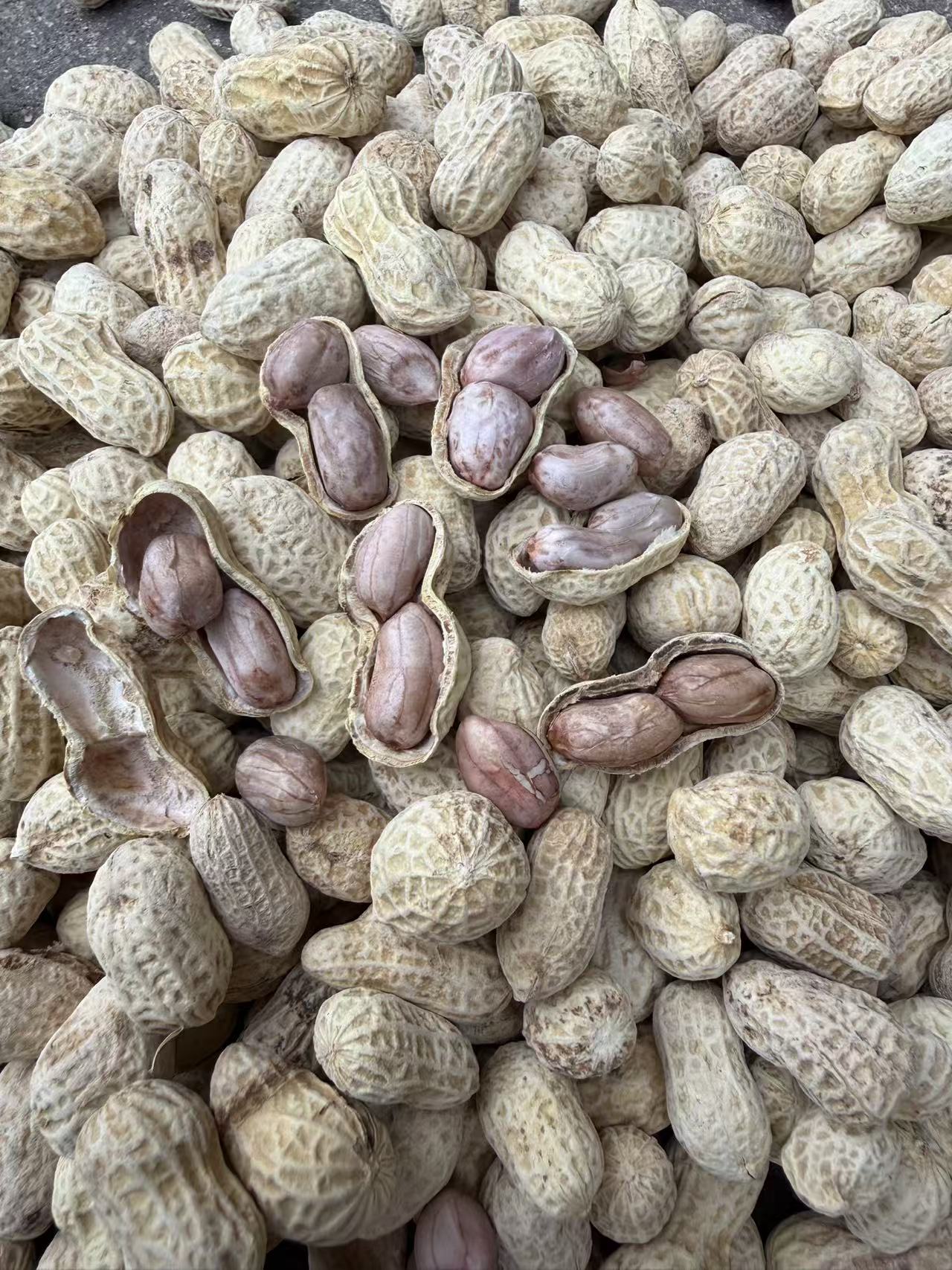 怀集当季新花生带壳水煮咸干味,白玉花生颗颗饱满,吃着脆囗有嚼劲