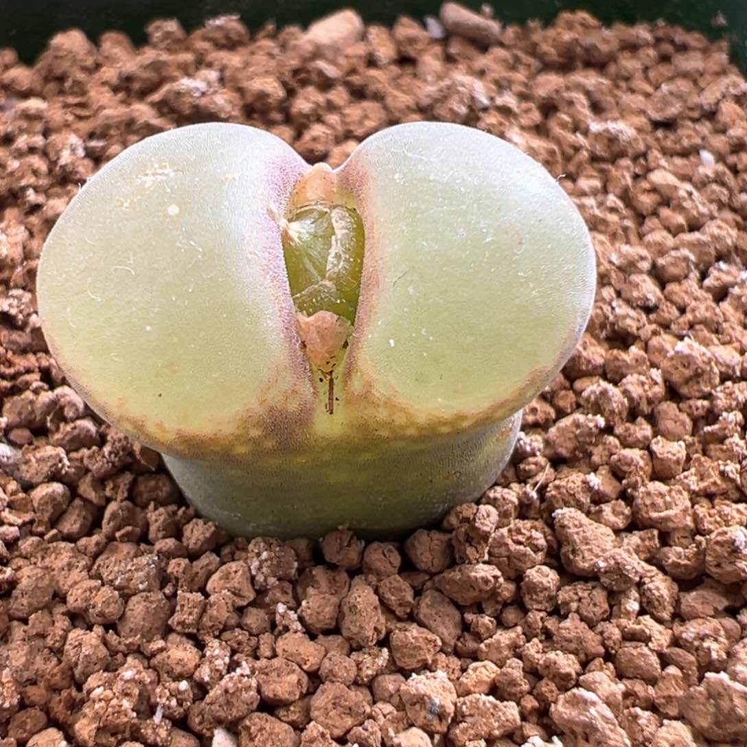 699。优选粉女母本。内双头