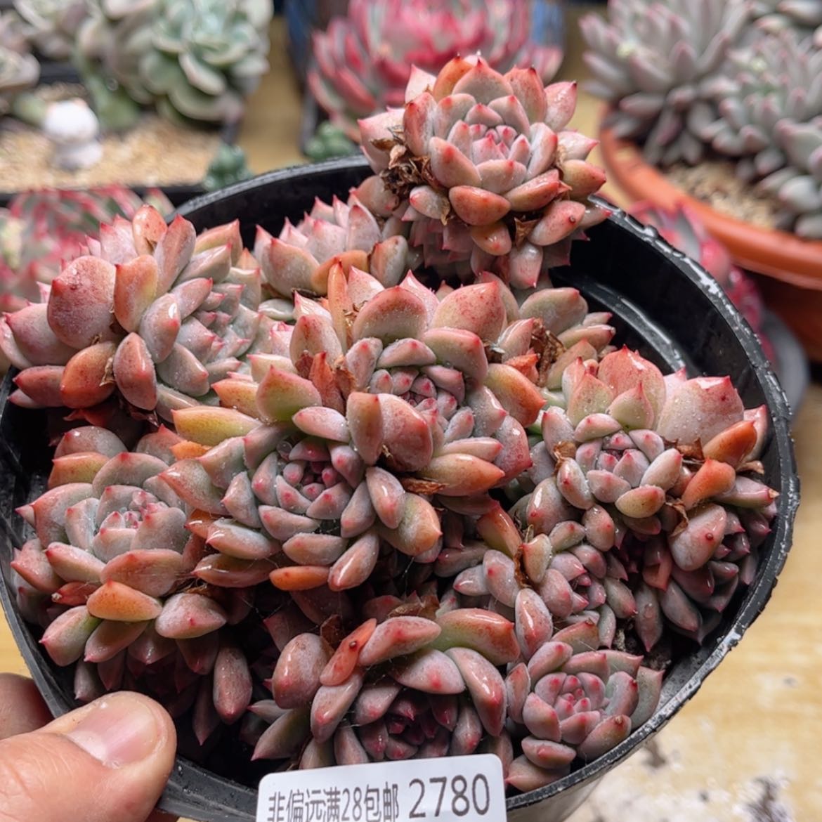 【闪购商品】2780霜花