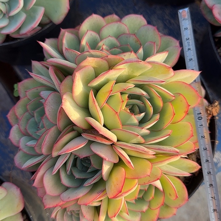 牡丹亭140 多肉植物一物一拍