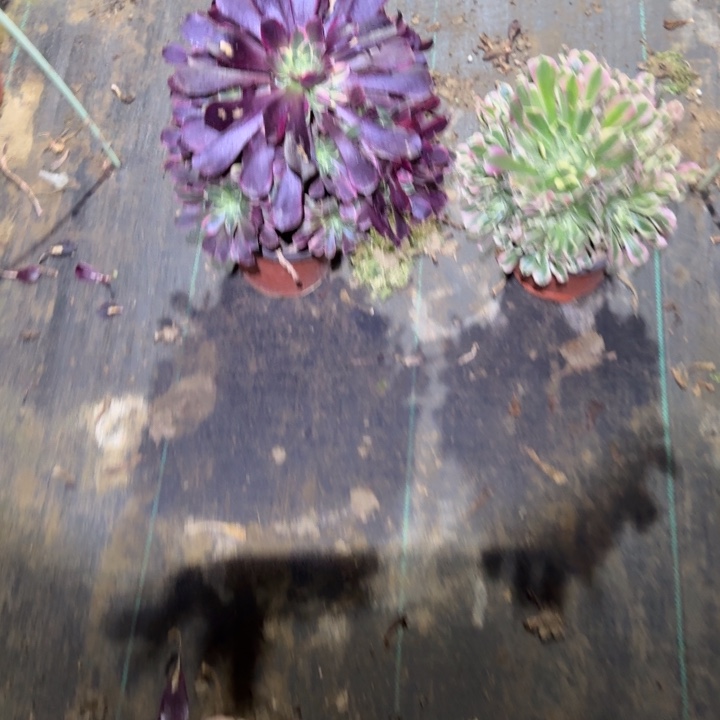 一单包邮不包侧枝73