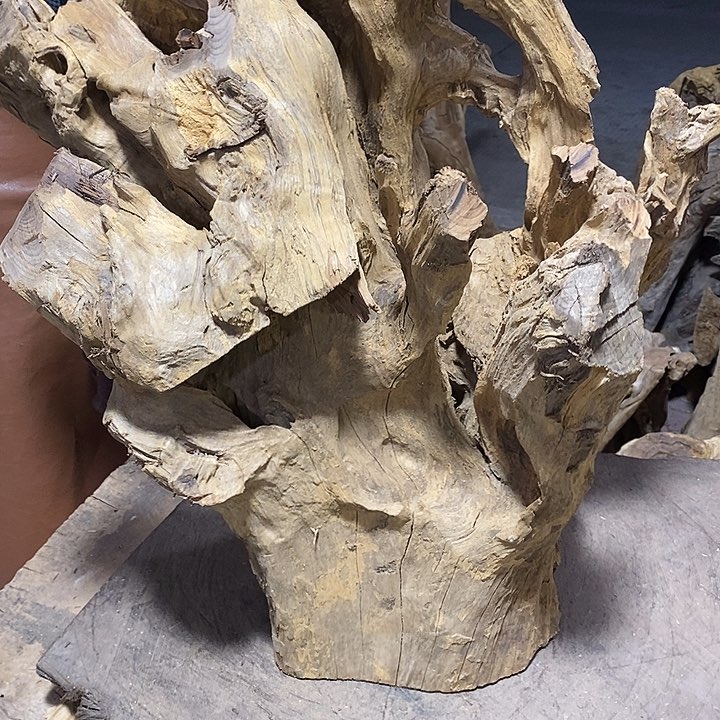 乌木类光**璃金丝楠木小叶