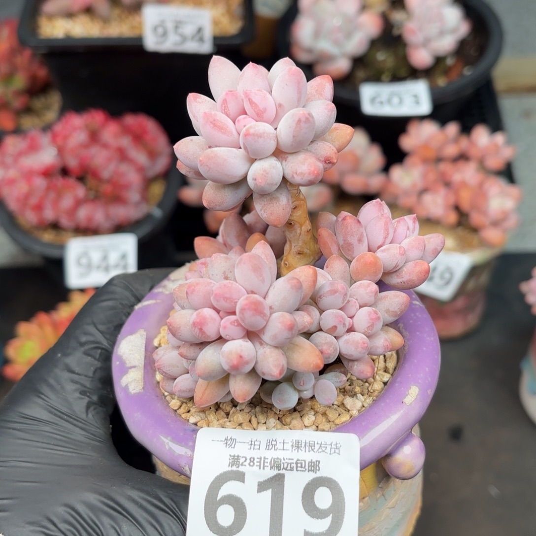 婴儿手指无盆土发货