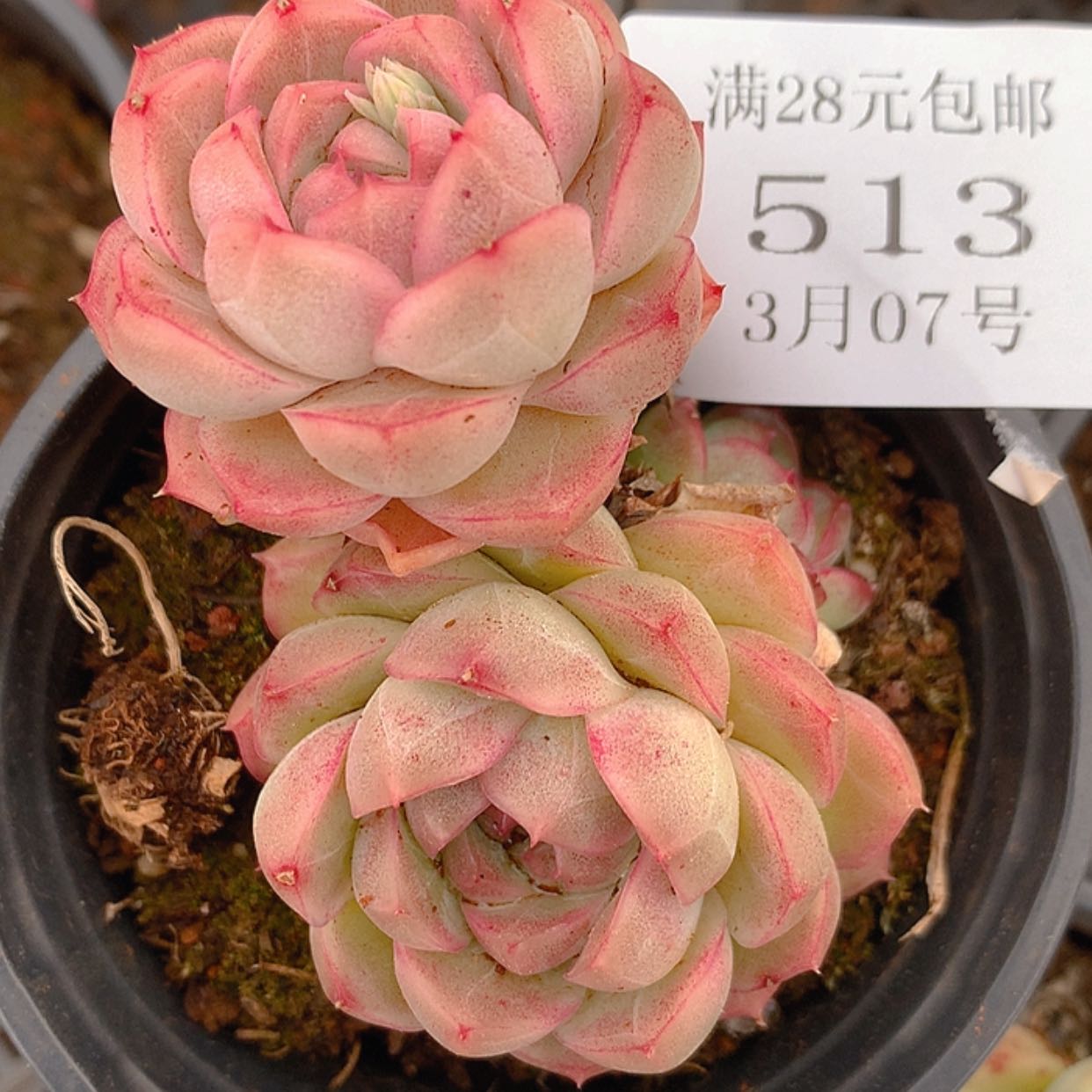 【闪购商品】云513