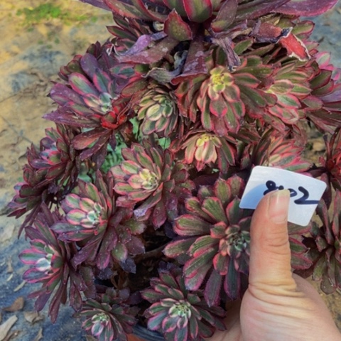 紫霞仙子，842多肉