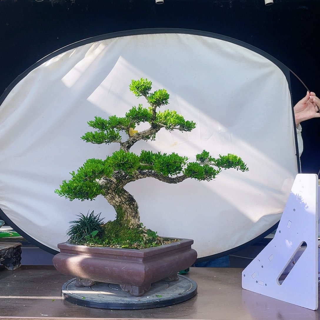 完全开放黄杨盆景四季常青